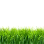 Co to jest trawa jęczmienna?