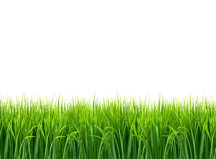 Co to jest trawa jęczmienna?